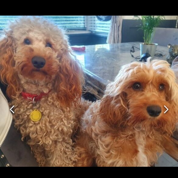 Cavachon - Both