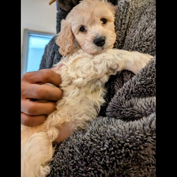 Cavachon - Both