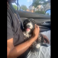 Cavachon - Both