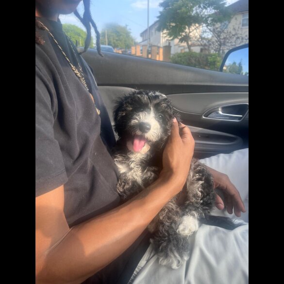 Cavachon - Both