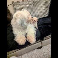 Cavachon - Both