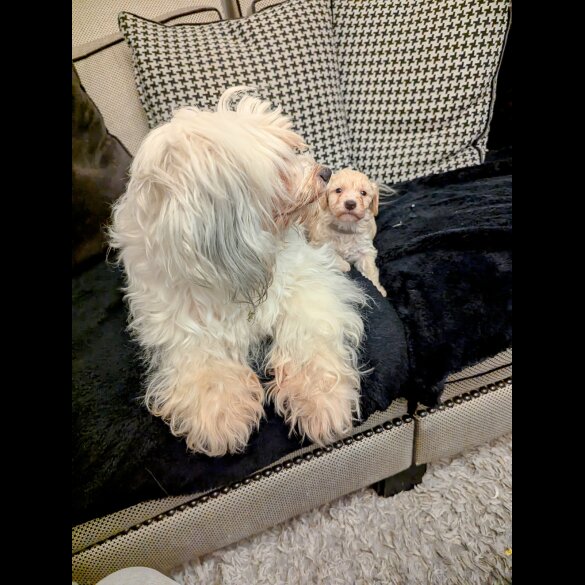 Cavachon - Both