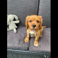 Cavalier King Charles Spaniel - Both
