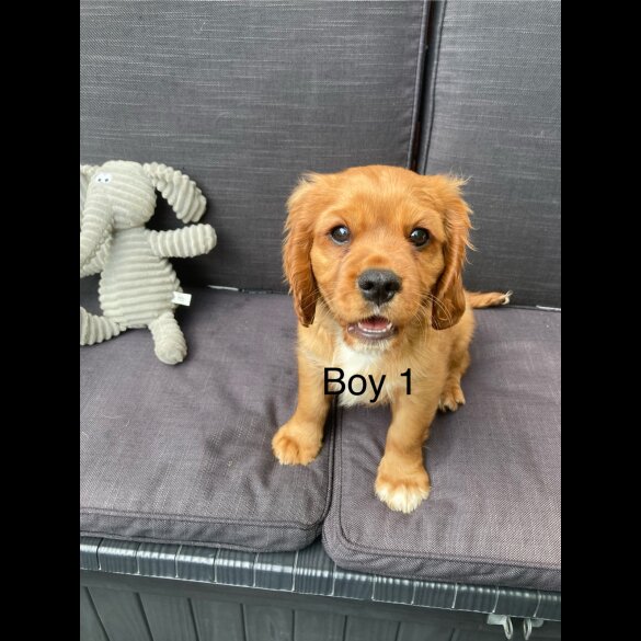 Cavalier King Charles Spaniel - Both