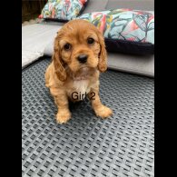 Cavalier King Charles Spaniel - Both