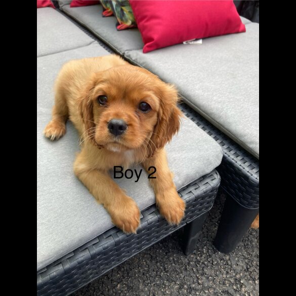 Cavalier King Charles Spaniel - Both
