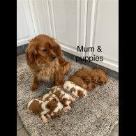 Cavalier King Charles Spaniel - Both