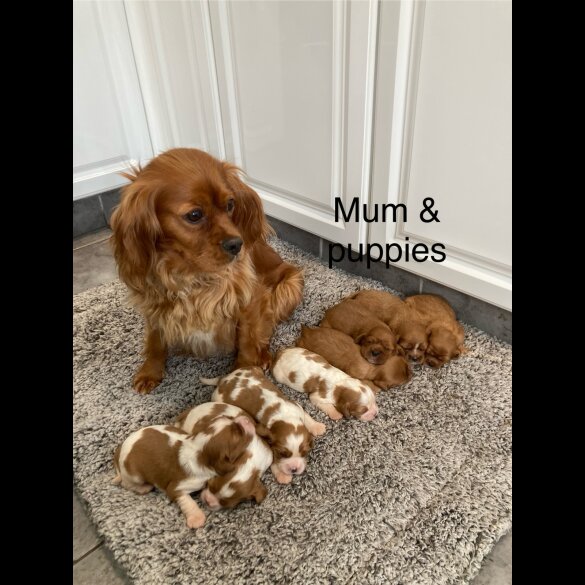Cavalier King Charles Spaniel - Both