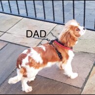 Cavalier King Charles Spaniel - Both