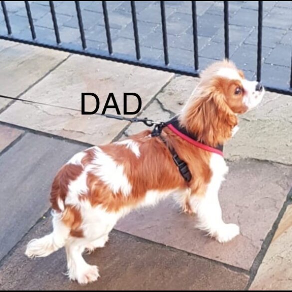 Cavalier King Charles Spaniel - Both