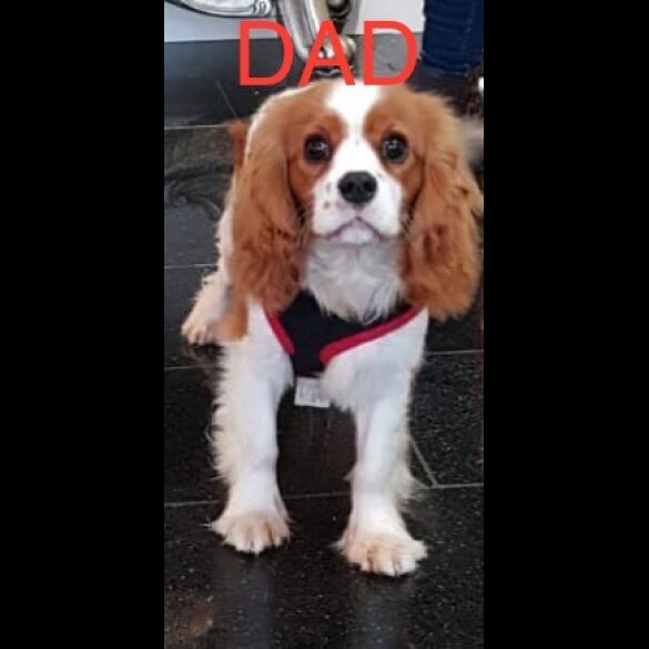 Cavalier King Charles Spaniel - Both