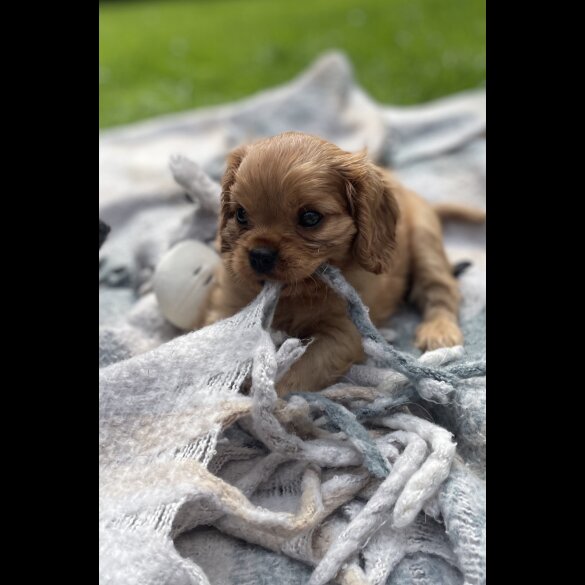 Cavalier King Charles Spaniel - Both