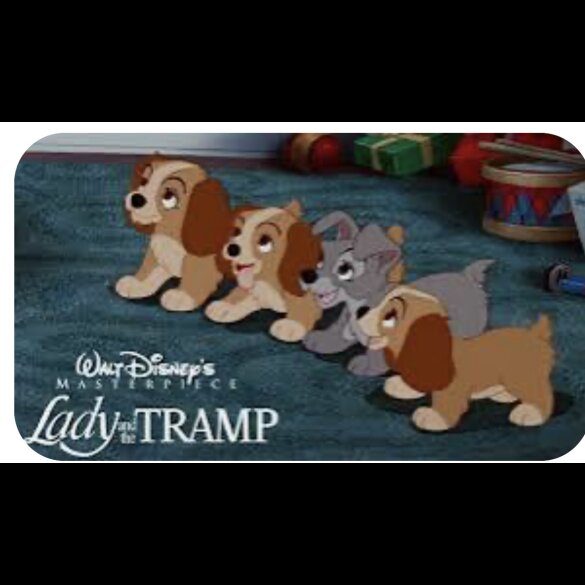 Cavalier King Charles Spaniel - Both
