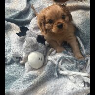 Cavalier King Charles Spaniel - Both