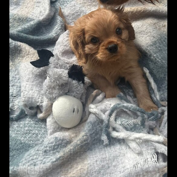 Cavalier King Charles Spaniel - Both