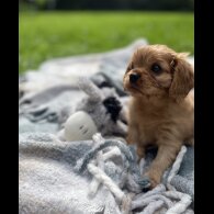 Cavalier King Charles Spaniel - Both