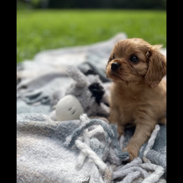 Cavalier King Charles Spaniel - Both