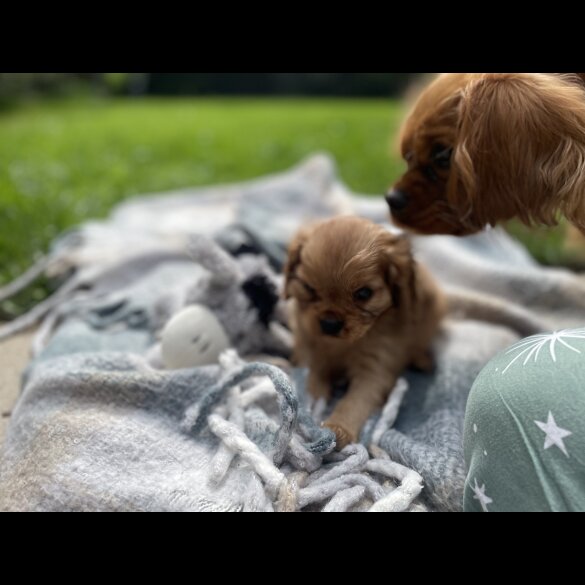 Cavalier King Charles Spaniel - Both