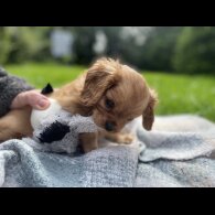 Cavalier King Charles Spaniel - Both