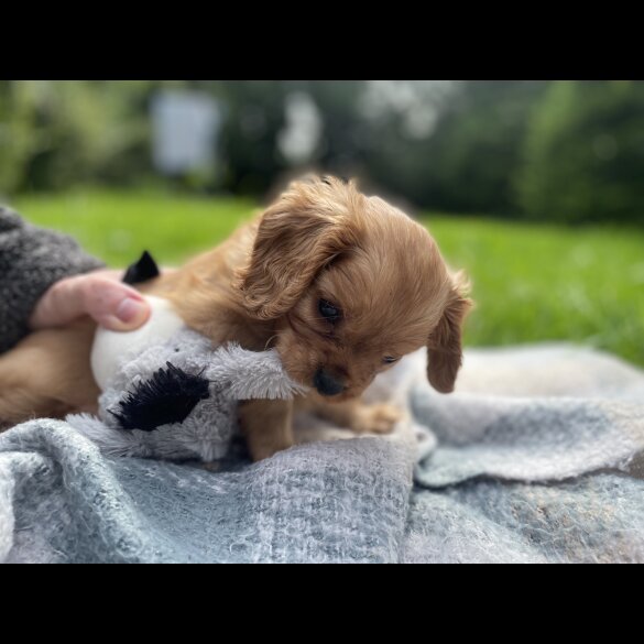 Cavalier King Charles Spaniel - Both