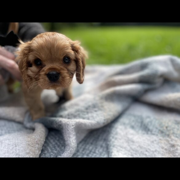 Cavalier King Charles Spaniel - Both