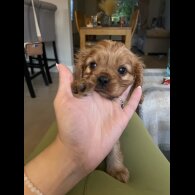 Cavalier King Charles Spaniel - Both