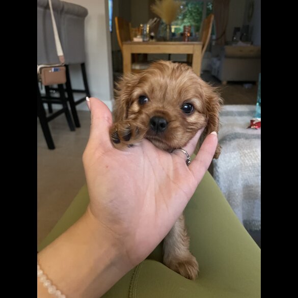 Cavalier King Charles Spaniel - Both