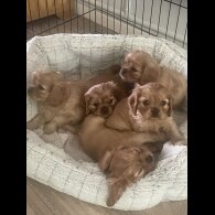 Cavalier King Charles Spaniel - Both