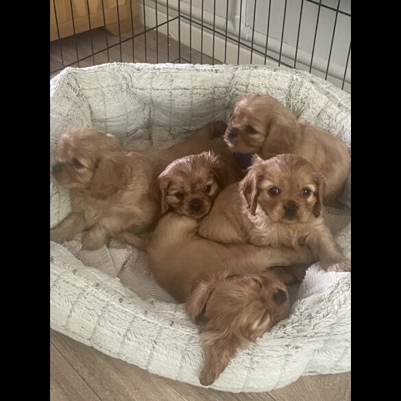 Cavalier King Charles Spaniel - Both