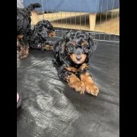 Cavapoo - Dogs