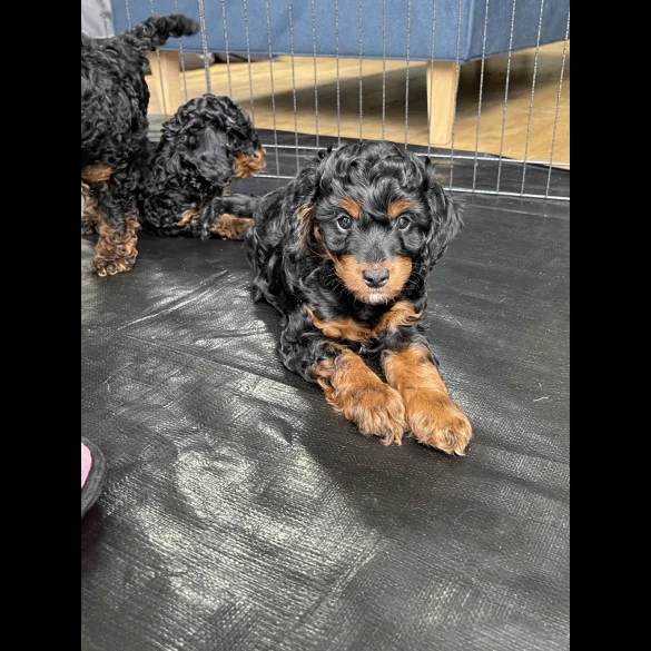 Cavapoo - Dogs