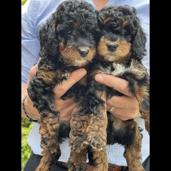 Cavapoo - Dogs