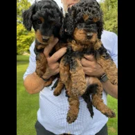 Cavapoo - Dogs