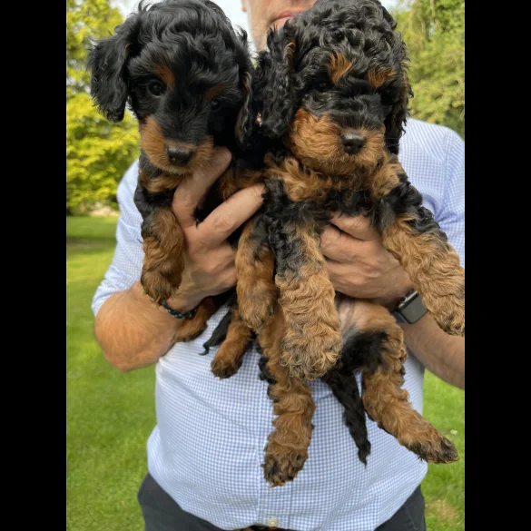 Cavapoo - Dogs