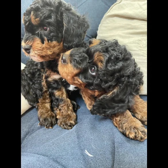 Cavapoo - Dogs