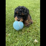 Cavapoo - Dogs