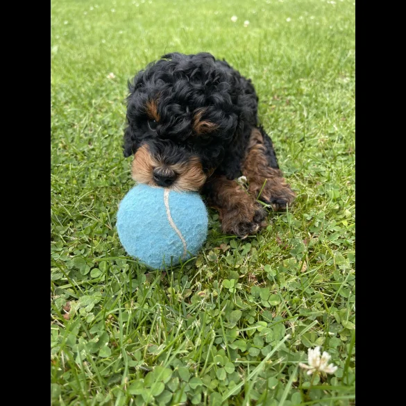 Cavapoo - Dogs