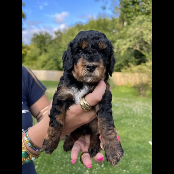 Cavapoo - Dogs