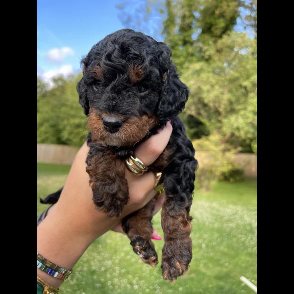 Cavapoo - Dogs