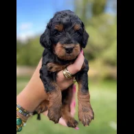 Cavapoo - Dogs