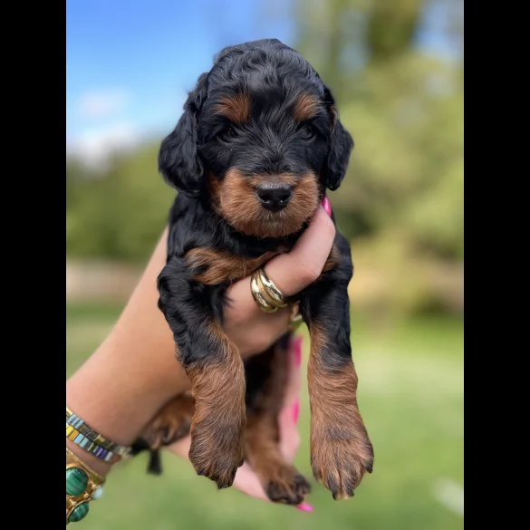 Cavapoo - Dogs