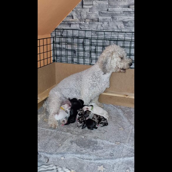 Cavapoo - Bitches