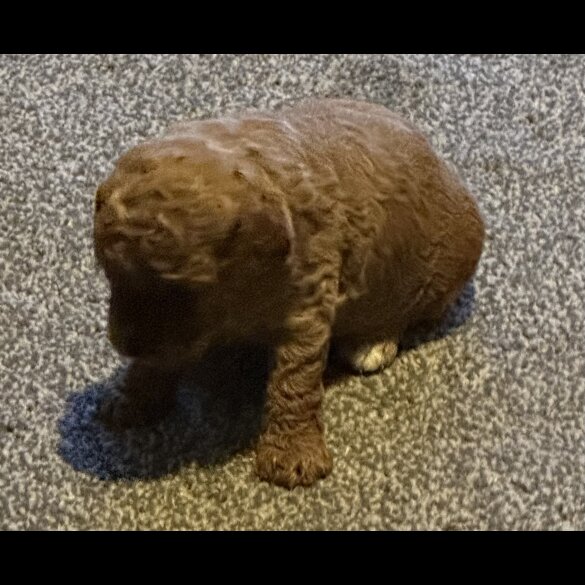 Cavapoo - Both
