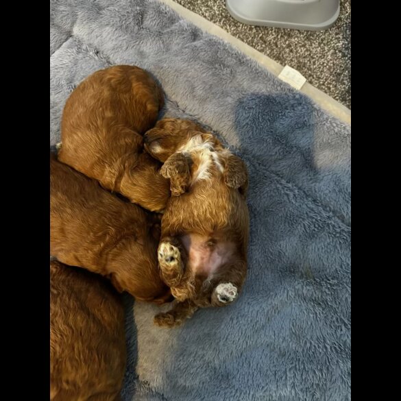 Cavapoo - Both