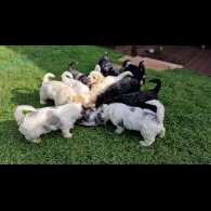 Cavapoo - Bitches