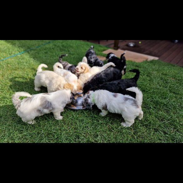 Cavapoo - Bitches