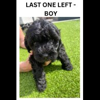 Cavapoo - Both