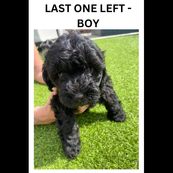 Cavapoo - Both