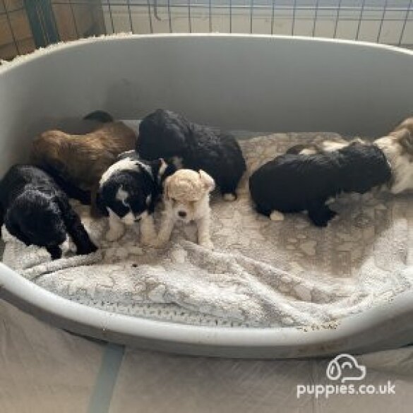 Cavapoo - Both