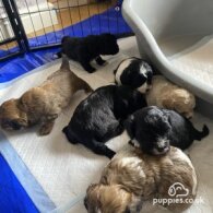 Cavapoo - Both